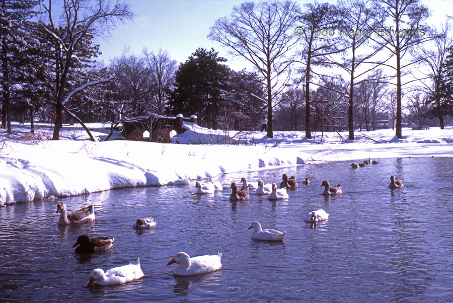 Ducks and Snow
